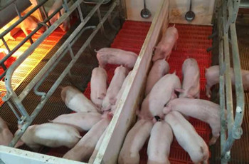 壹乐娱乐仔仔宝——7-60日龄乳仔猪教槽、诱食、促长专家